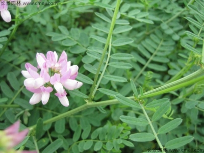 到哪里可以購(gòu)買(mǎi)小冠花種子
