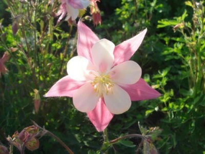 大花耬斗菜種子幾月播種最好？