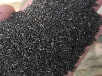 黑心菊種子什么時(shí)候成熟？
