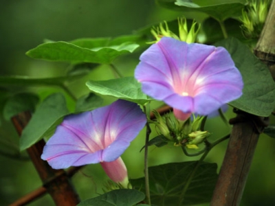 牽?；ǚN子幾天發(fā)芽出苗？