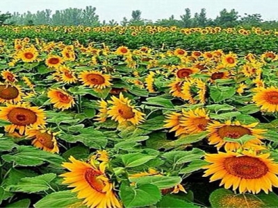 矮向日葵種子幾天發(fā)芽？