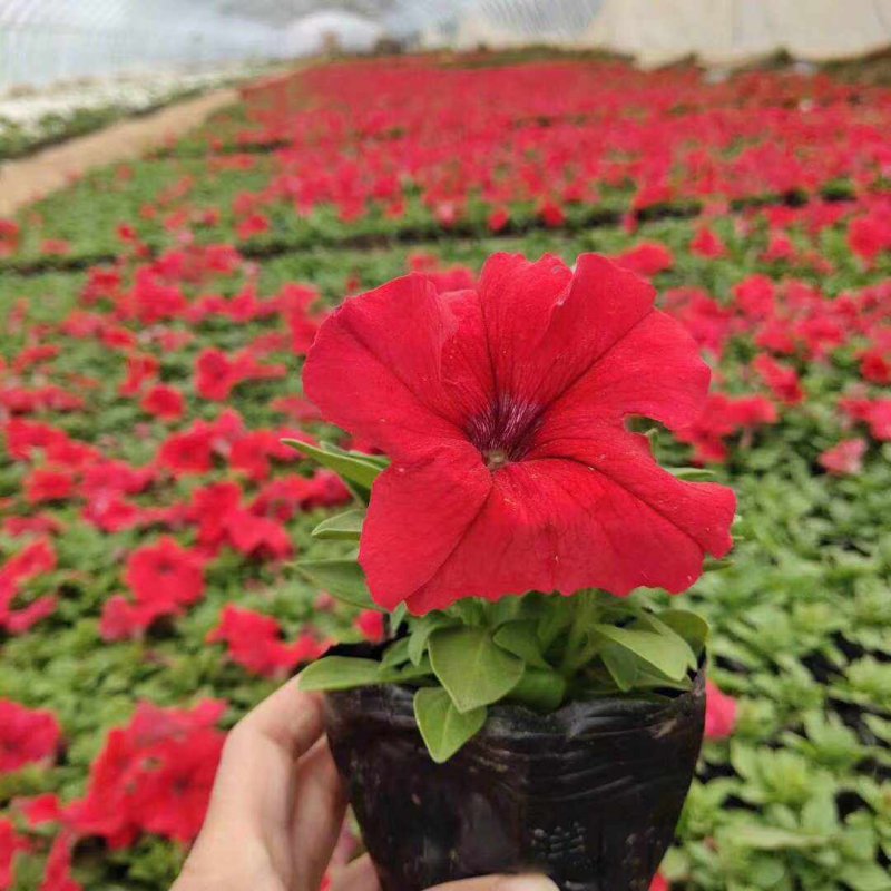 正紅大紅色矮牽?；ǘ?/></p><p style=